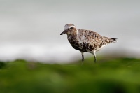 Kulik bledy - Pluvialis squatarola - Grey Plover o1084